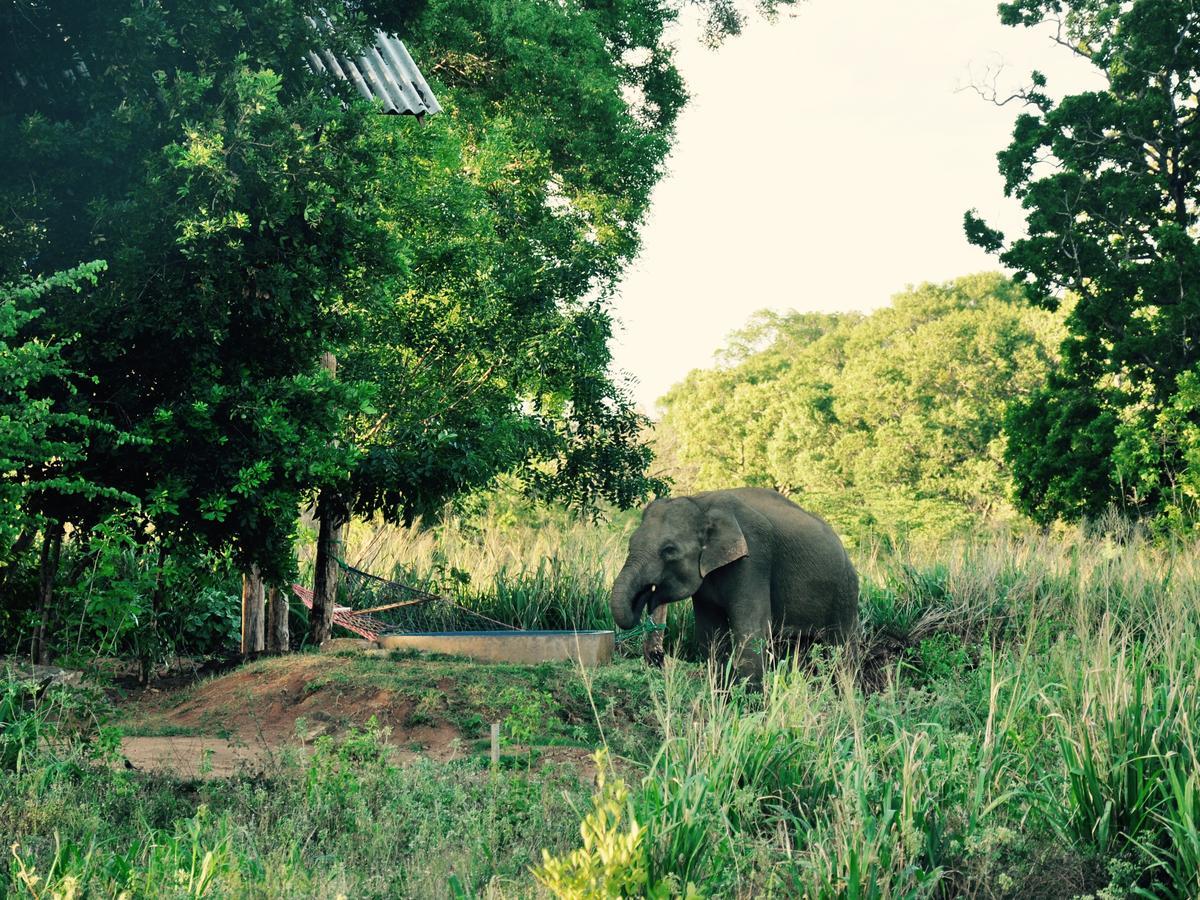 Elephant Watch Hut Habarana Exterior photo